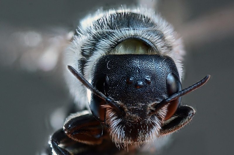 ++++ фото превью