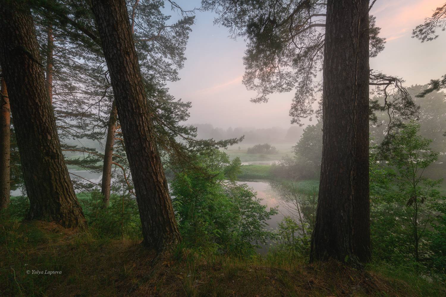брянская область, июль, рассвет, сосны, Юлия Лаптева