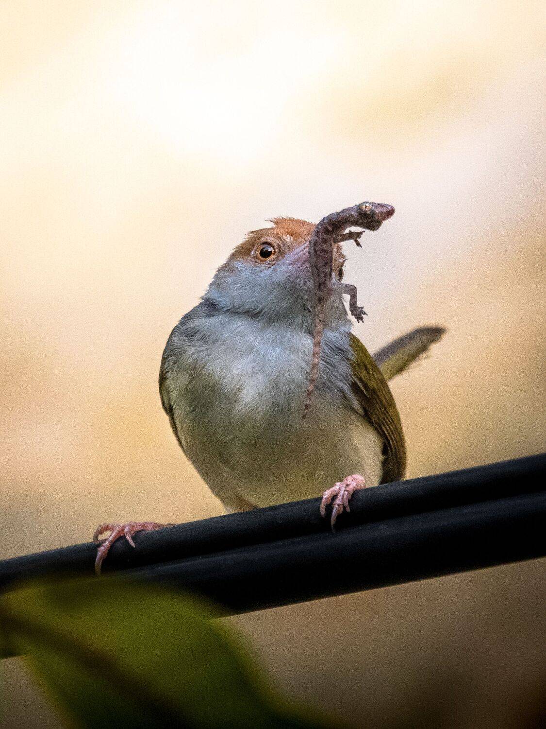 wildlife, nature, srilanka, bird, jazif,  Ahamed Jazif