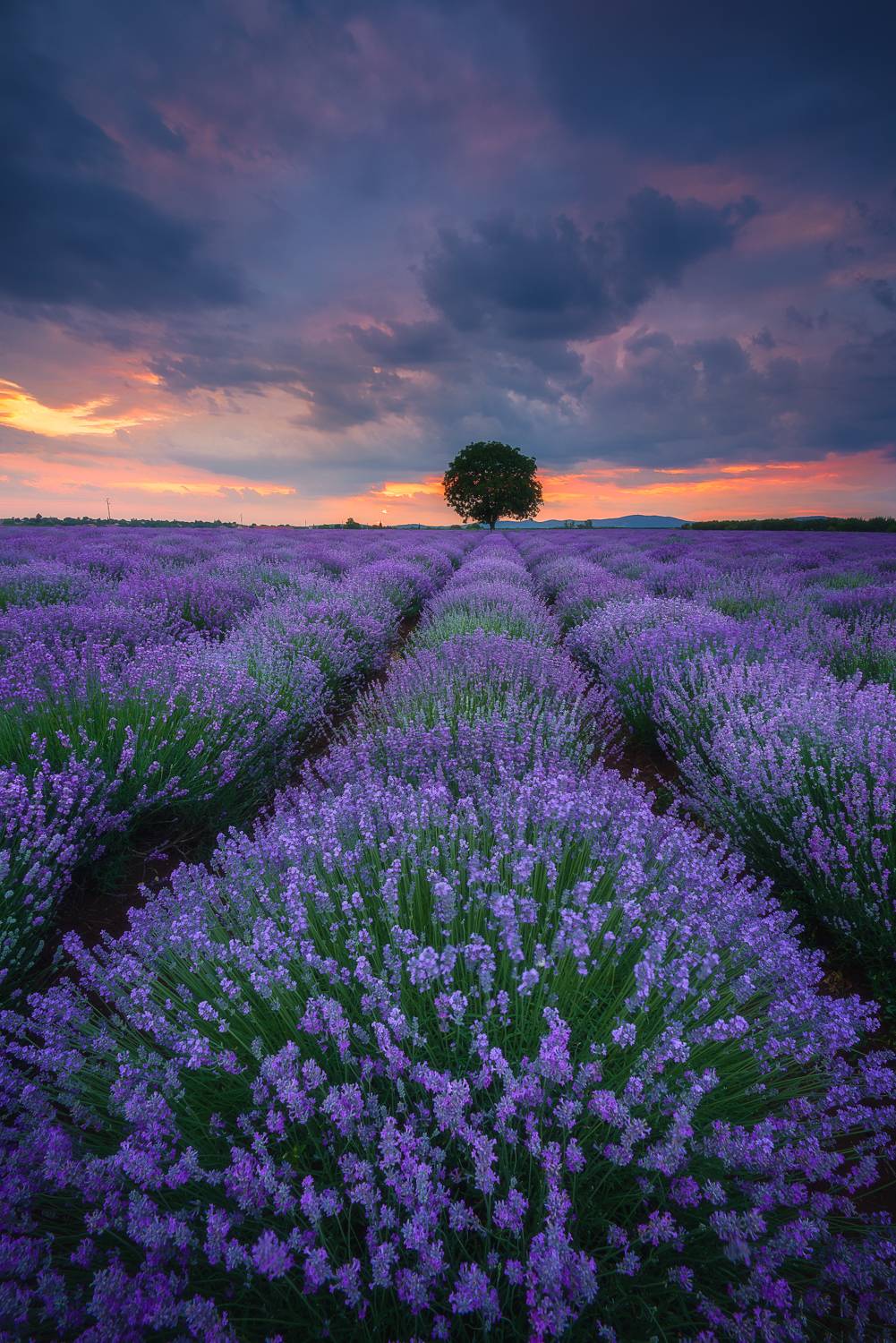 , Mariyana Atanasova - Lucero