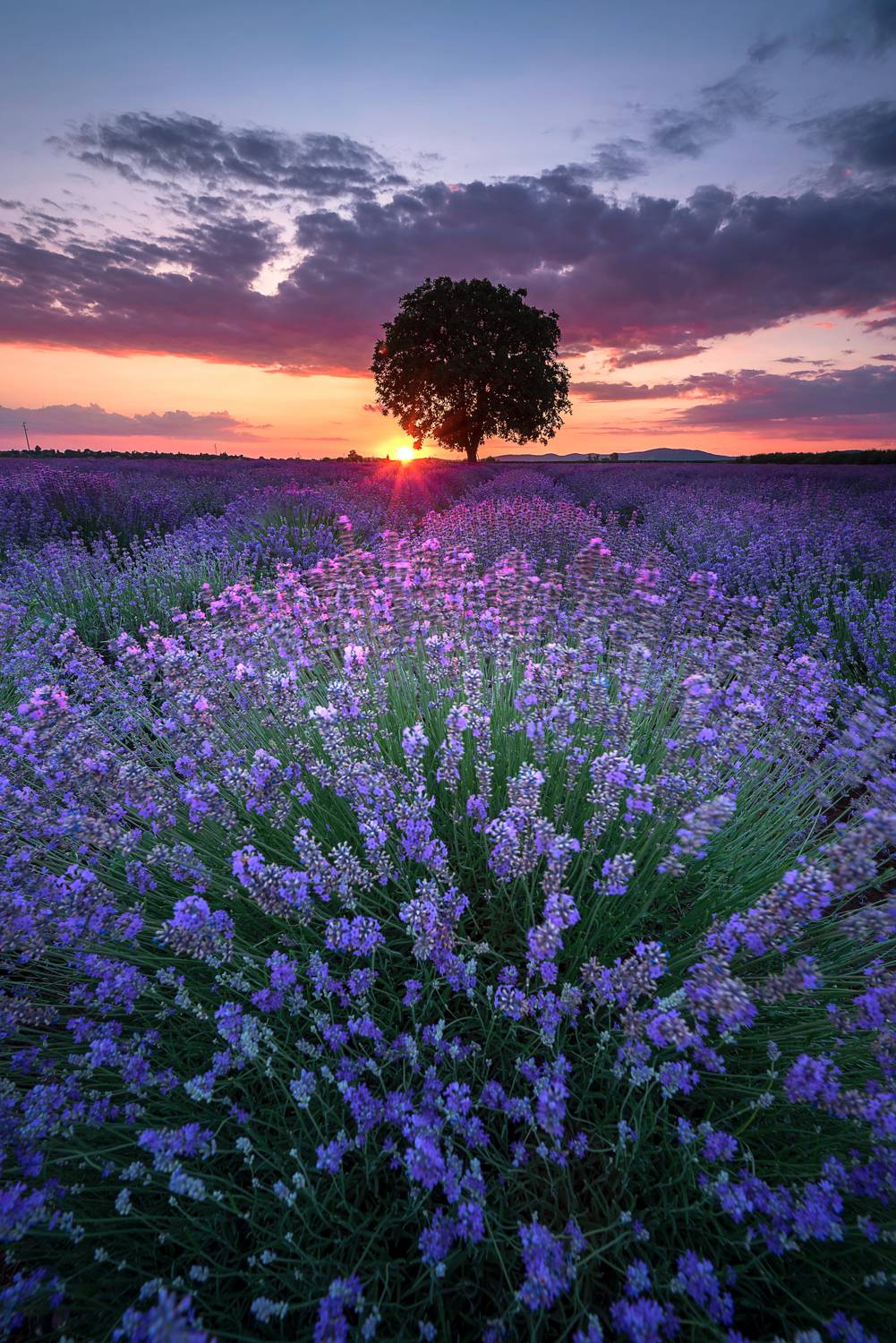 , Mariyana Atanasova - Lucero