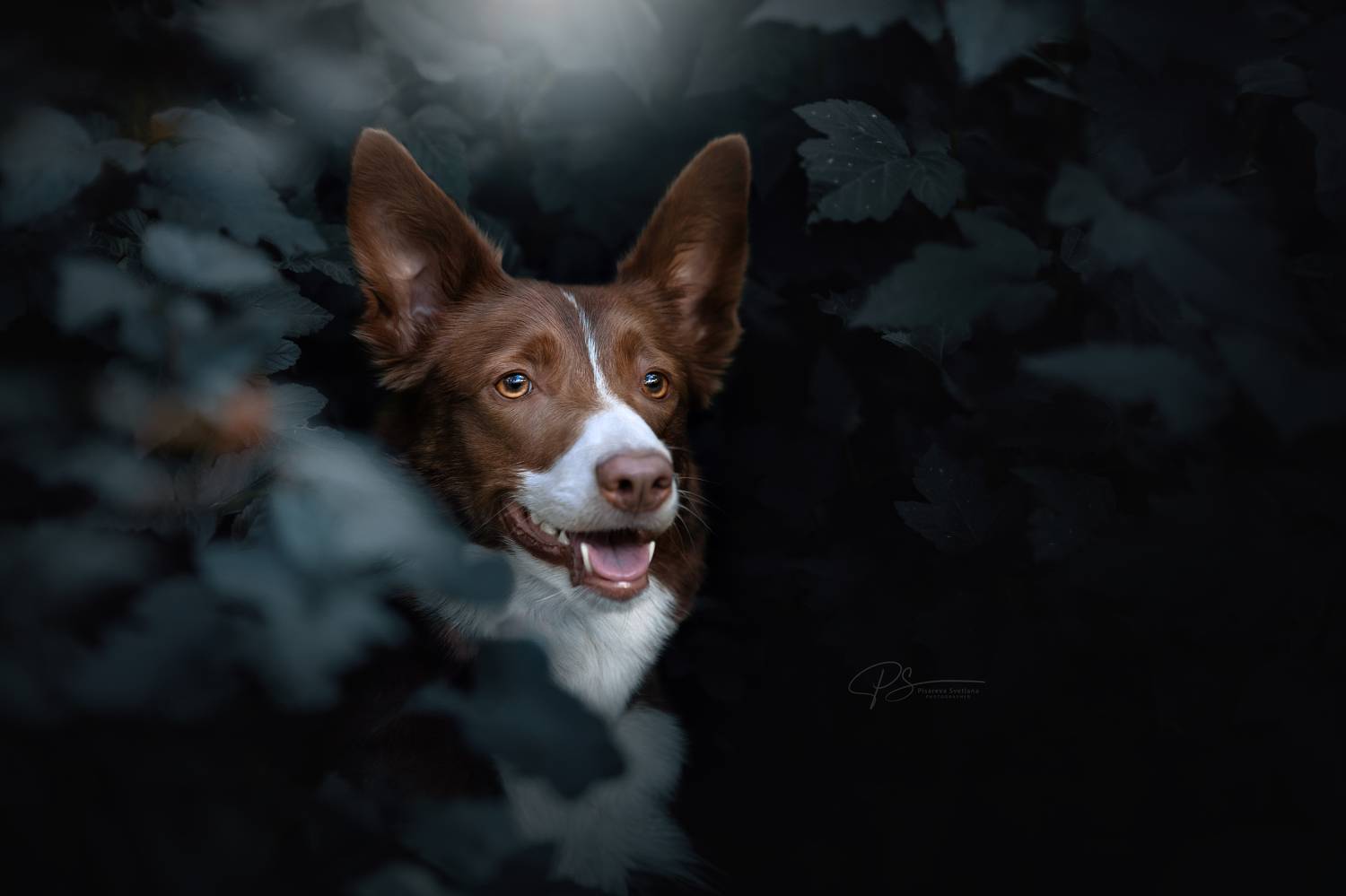 , Светлана Писарева