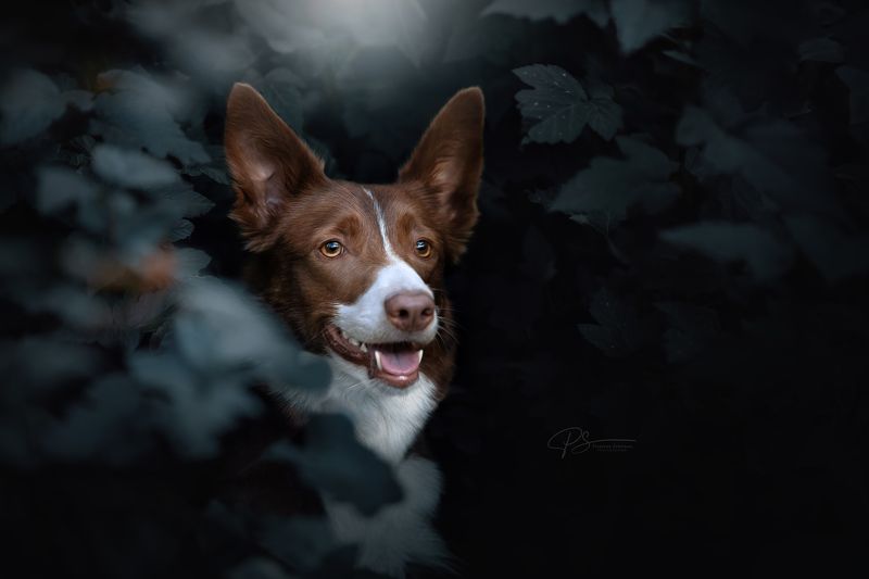 Портрет Дейли фото превью