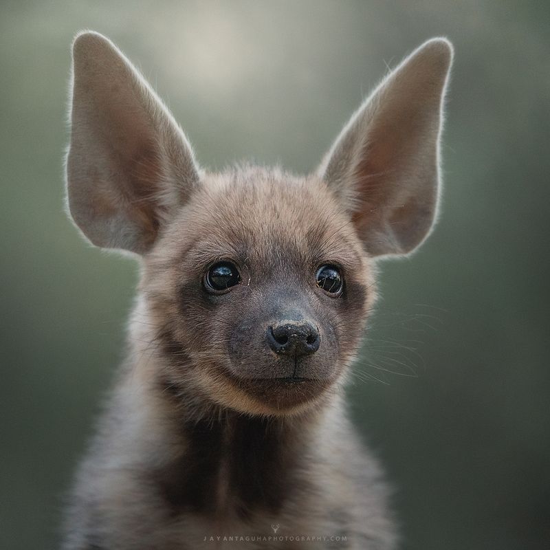 hyena фото превью