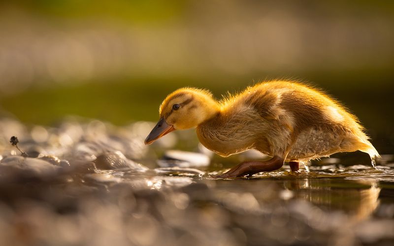 Duckling фото превью