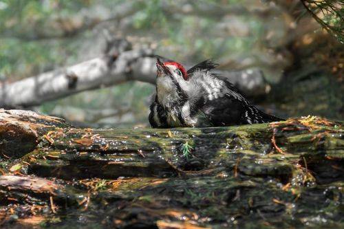 Водные процедуры пёстрого дятла.