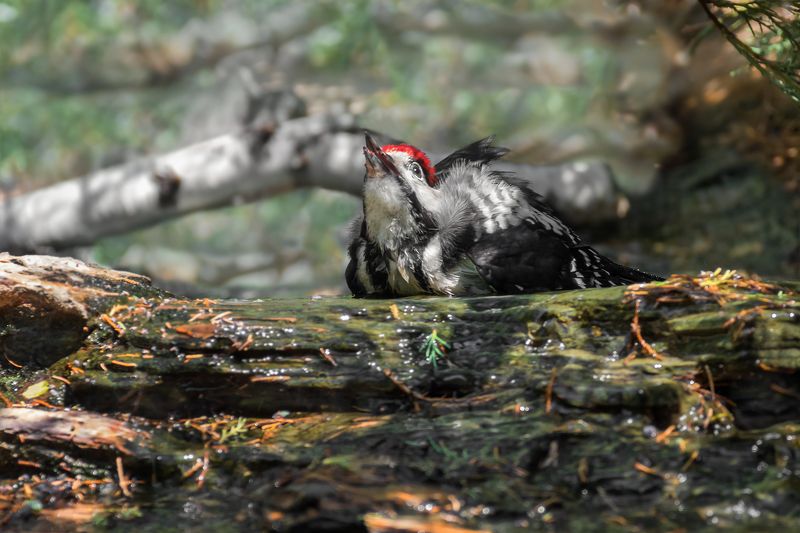 птица, дятел, жара, вода, Водные процедуры пёстрого дятла. фото превью
