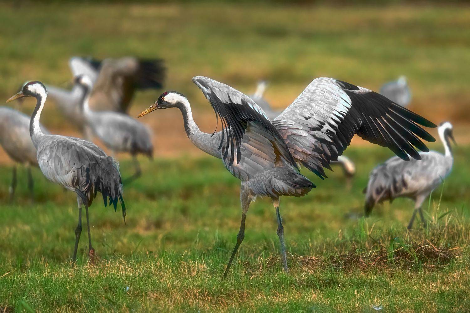 , Шварцман Евгений