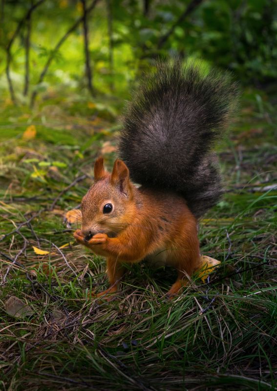 В лесу фото превью