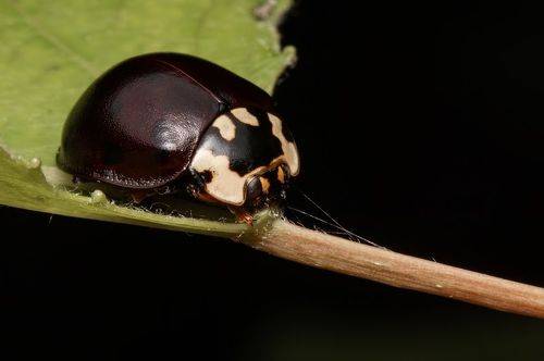 Gothic ladybug