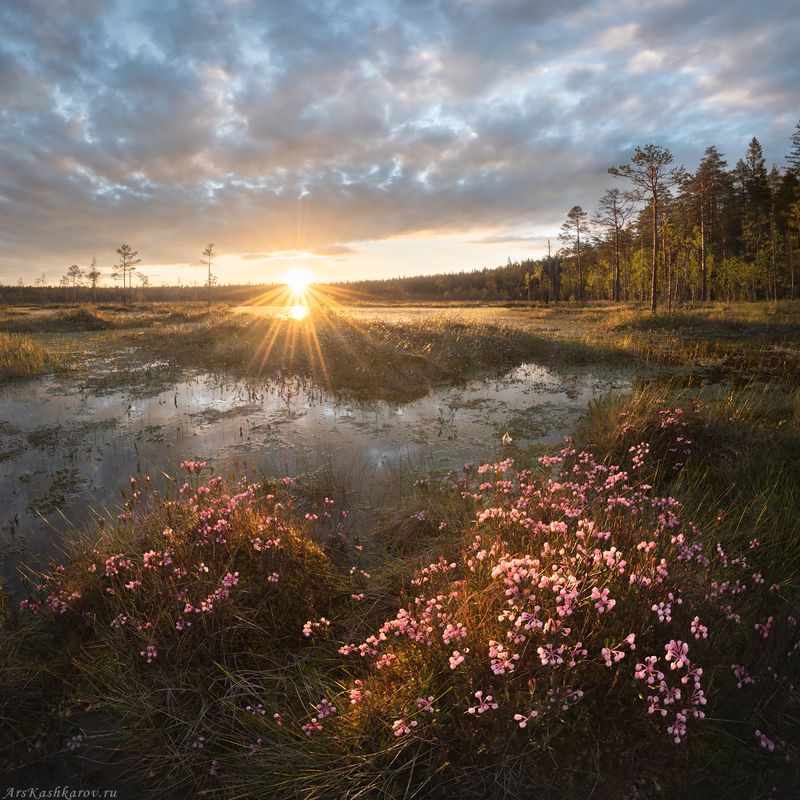 цветущее болото, подбел, ленобласть, ленинградская область, топь, болотные цветы \