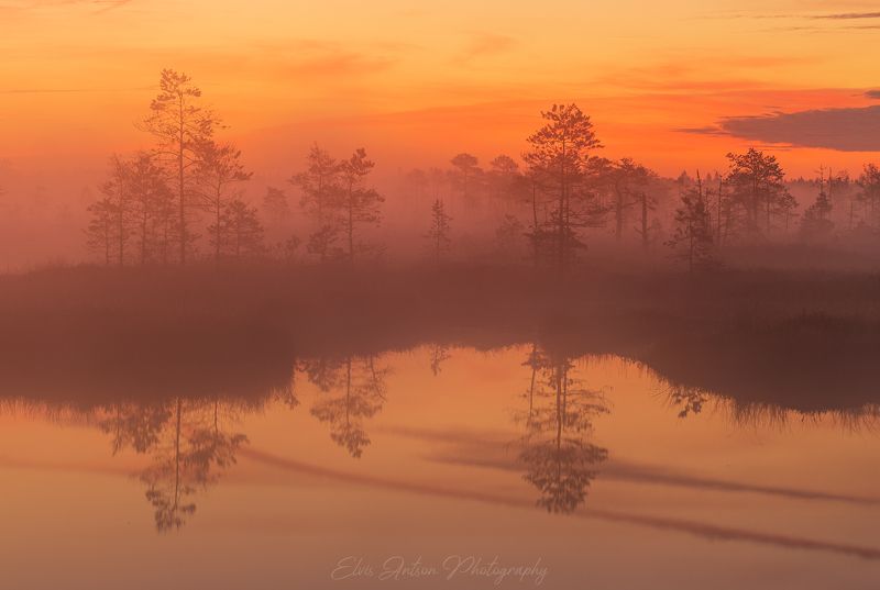 пейзаж, природа, болото, эстония, туман, рассвет, elvisantson Ранним утром на болоте фото превью