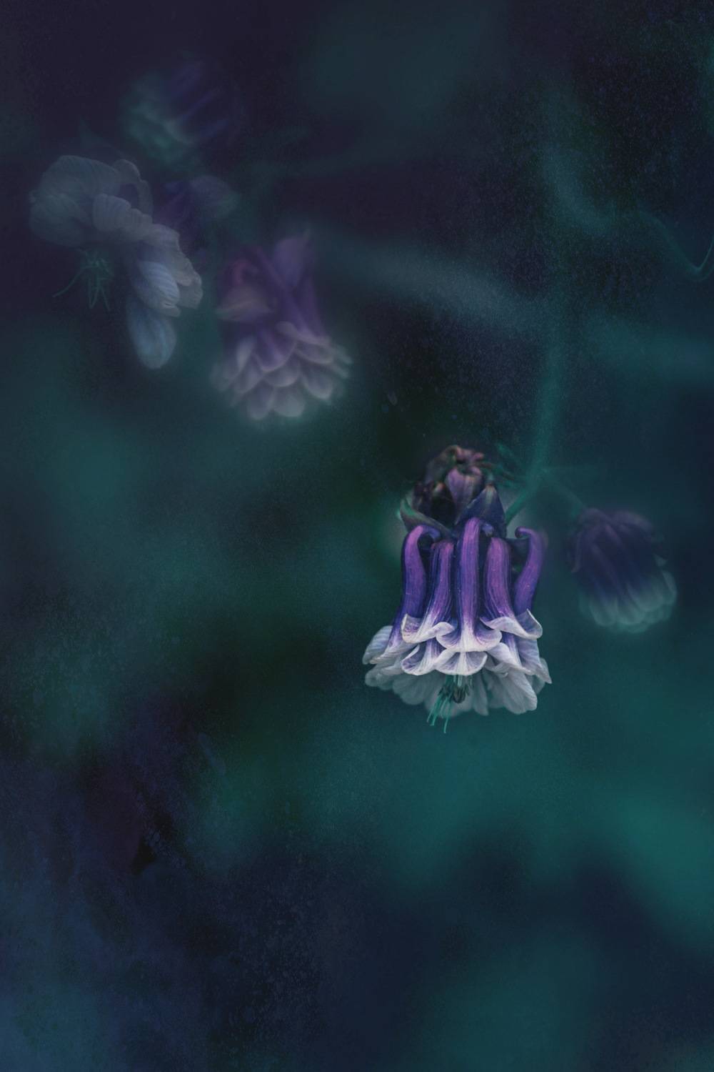 макро, macro, цветы, flower, лето, summer, аквилегия, Julia Kaissa