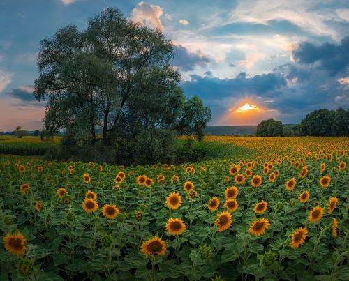 Подсолнечные поля в Корочанском районе