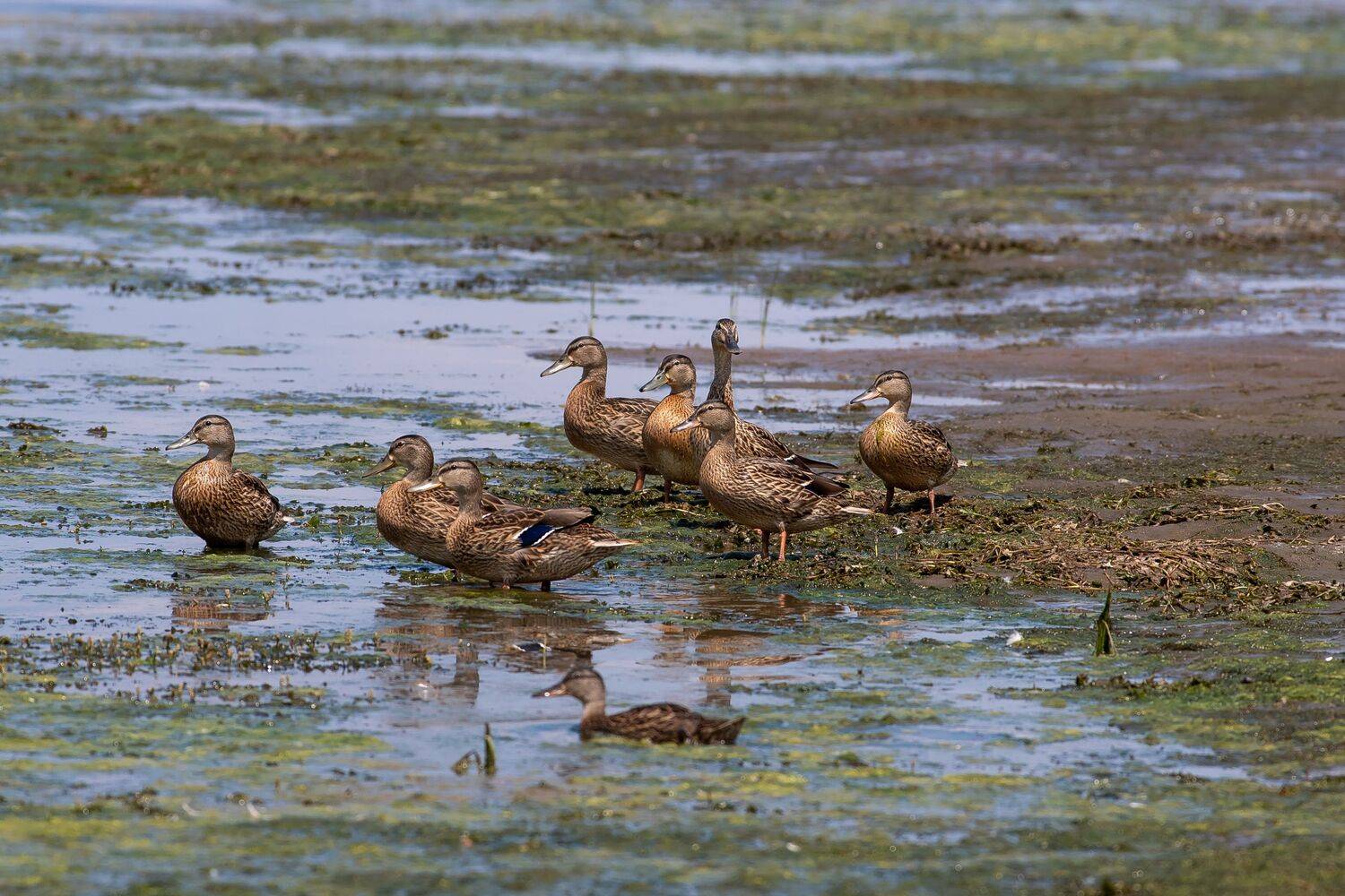 bird, birds, birdswatching, volgograd, russia, Anas platyrhynchos, , Сторчилов Павел