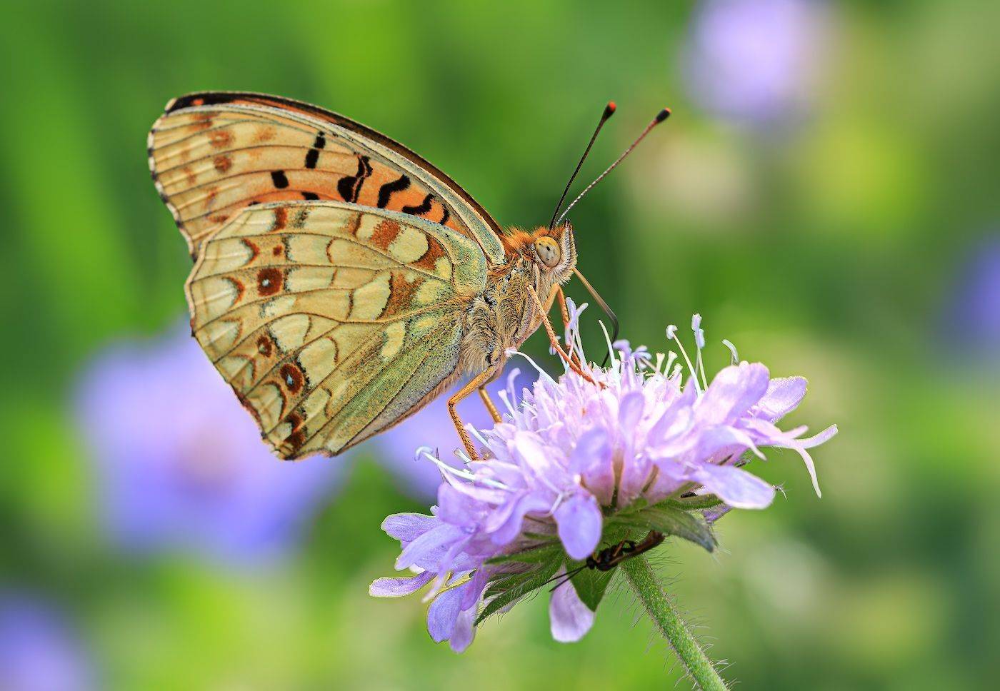 насекомые, бабочка, нимфалида, перламктровка, красная, лето, Борис Новиков