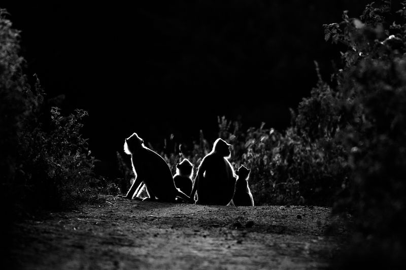 Family фото превью