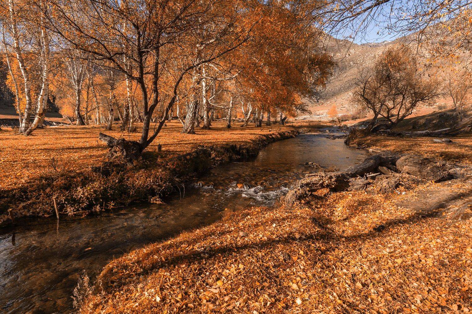 , Лариса Дука