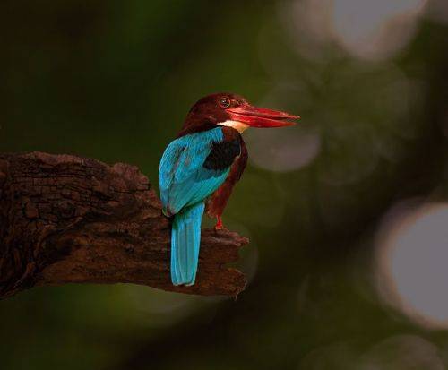 White-throated kingfishe