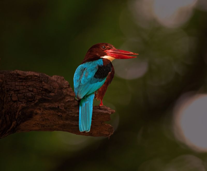kingfinsher,bird,birds,nikon,wild,water,shadows,lake,pond,flowers,swan,colors,nikon,beauty,nature,animals,eyes,egret,songbird,jungle,white,wings,fly White-throated kingfishe фото превью