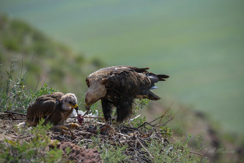 Один день из жизни солнечного орла фото превью