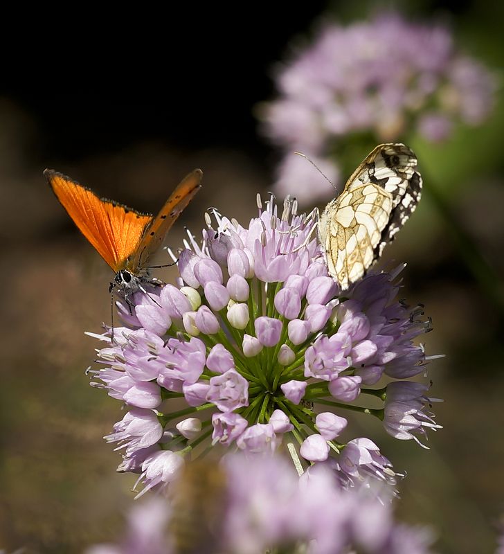 )I( фото превью