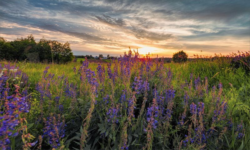 лето, вечер, деревня, цветы, небо, свет, цвет, александр никитинский Летний вечер в деревне... фото превью