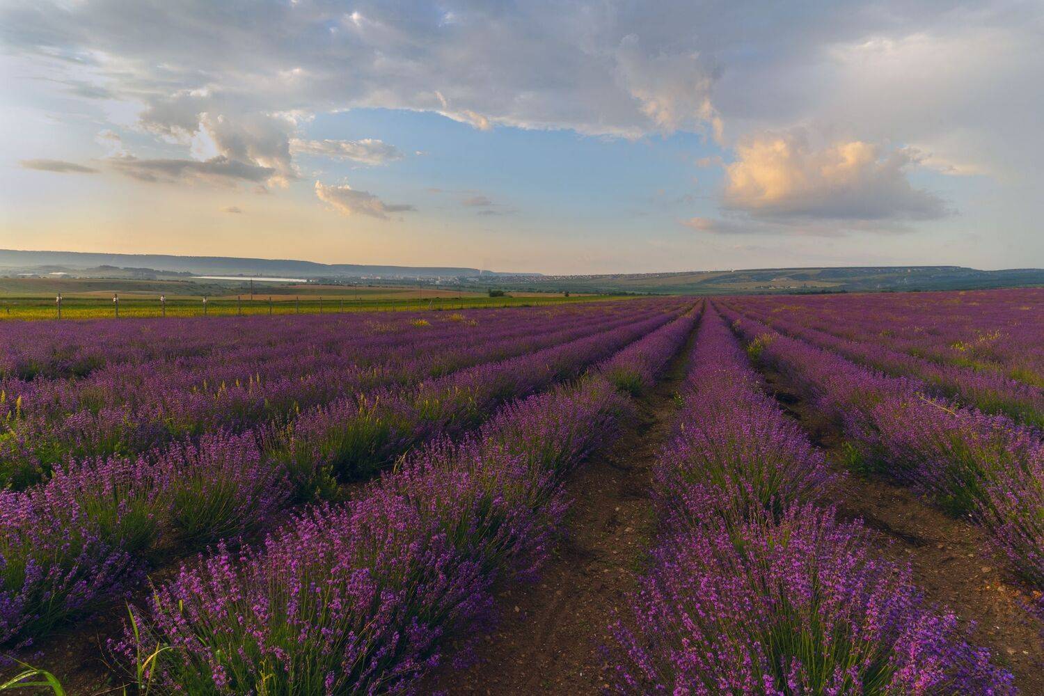 , Юлия Мальцева