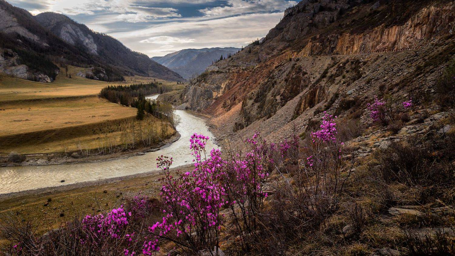 Чуя, река, горы, Горный Алтай, Маральник, Цветы, Сергей Андреев