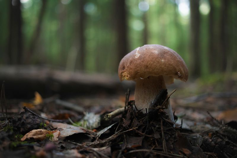 Гриб фото превью