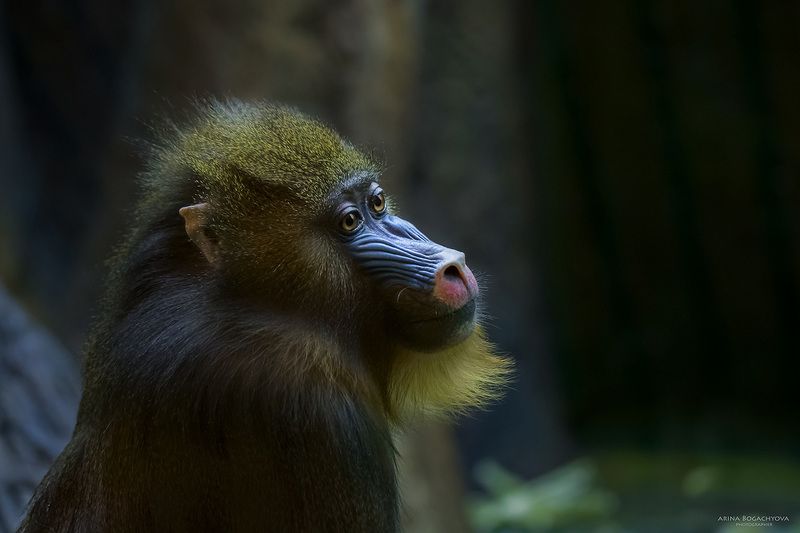 *** фото превью