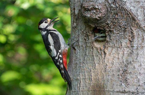 Папина радость