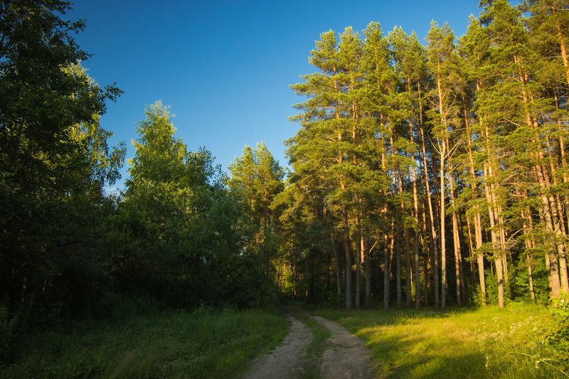 Вечерние сосны фото превью