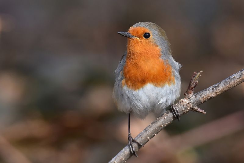 Зарянка фото превью