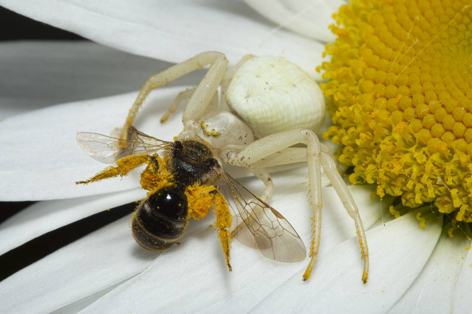 , Марина Кулакова