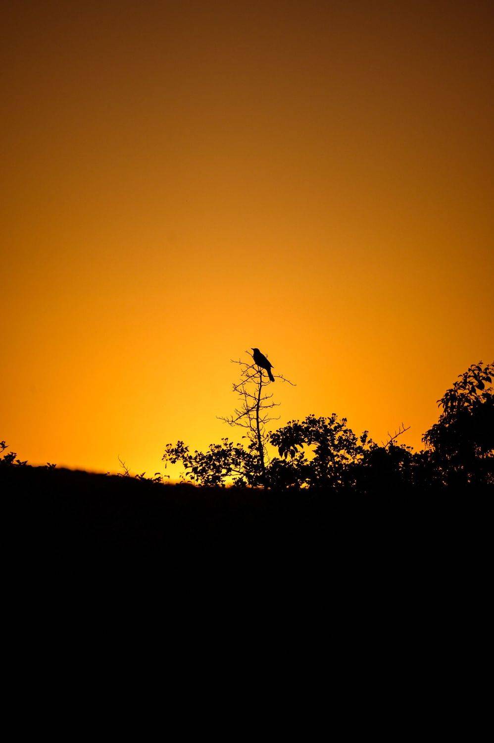 , Караваев Антон