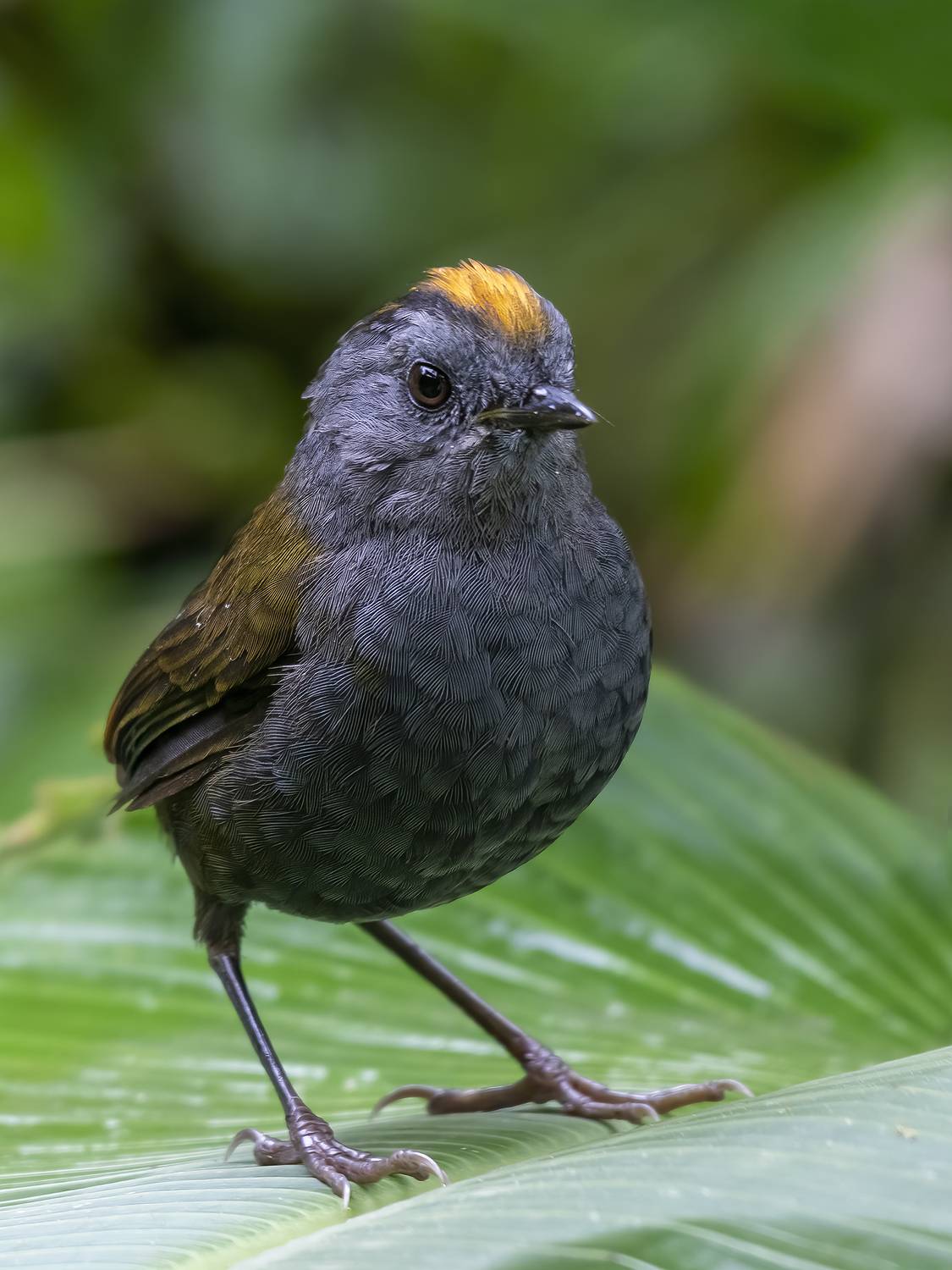 , Burgalin Sequeira Fernando