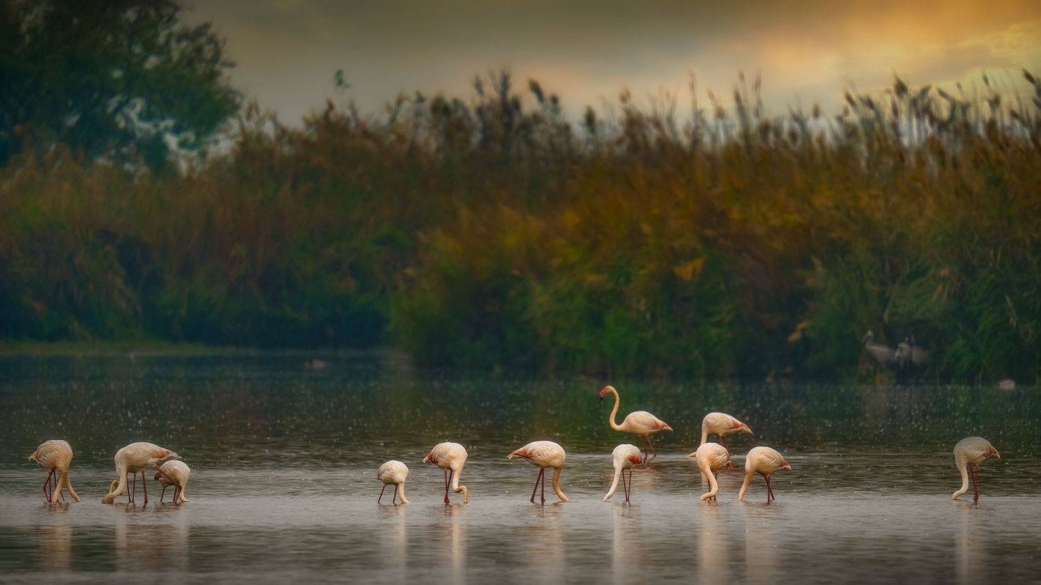 , Шварцман Евгений