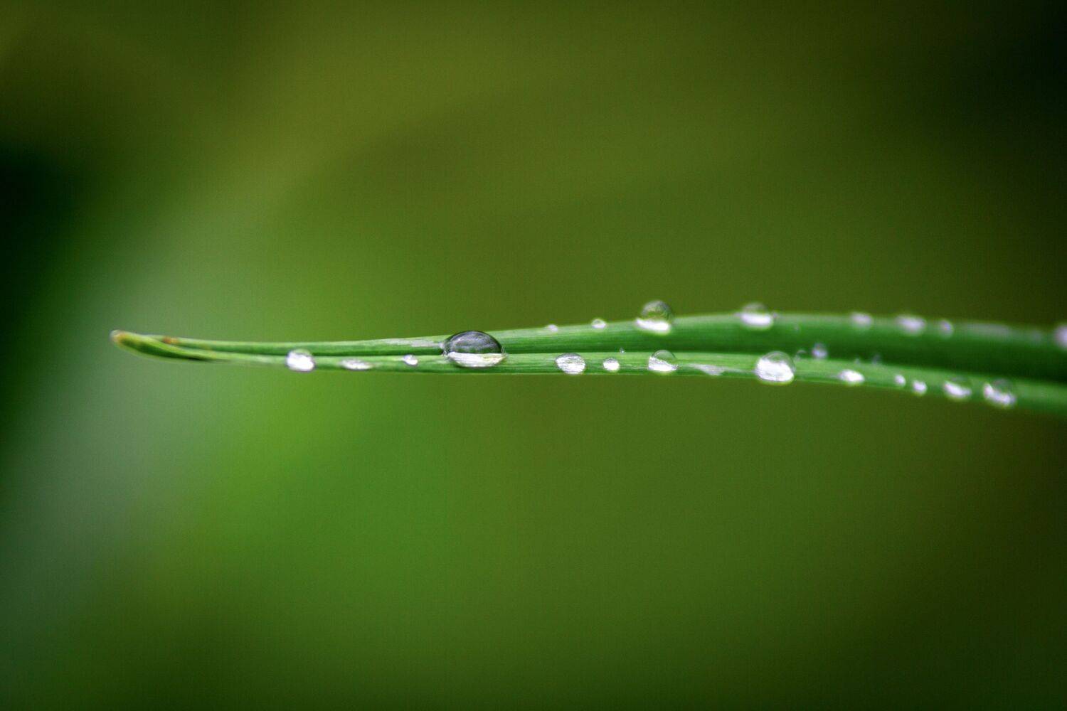 , Сергей Фаренюк