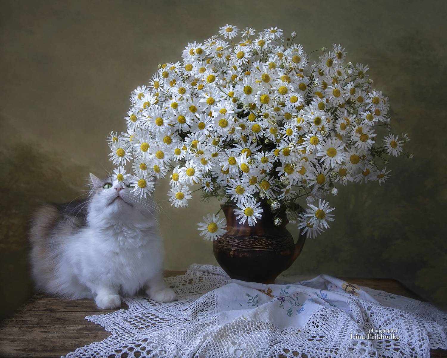 натюрморт, букеты, цветы, лето, ромашка, кошка, домашние питомцы, Приходько Ирина