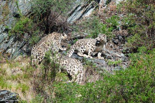 Семья снежного барса