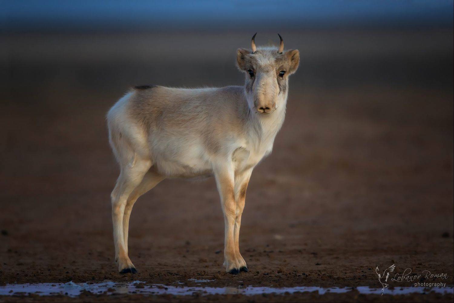 , Лобанов Роман