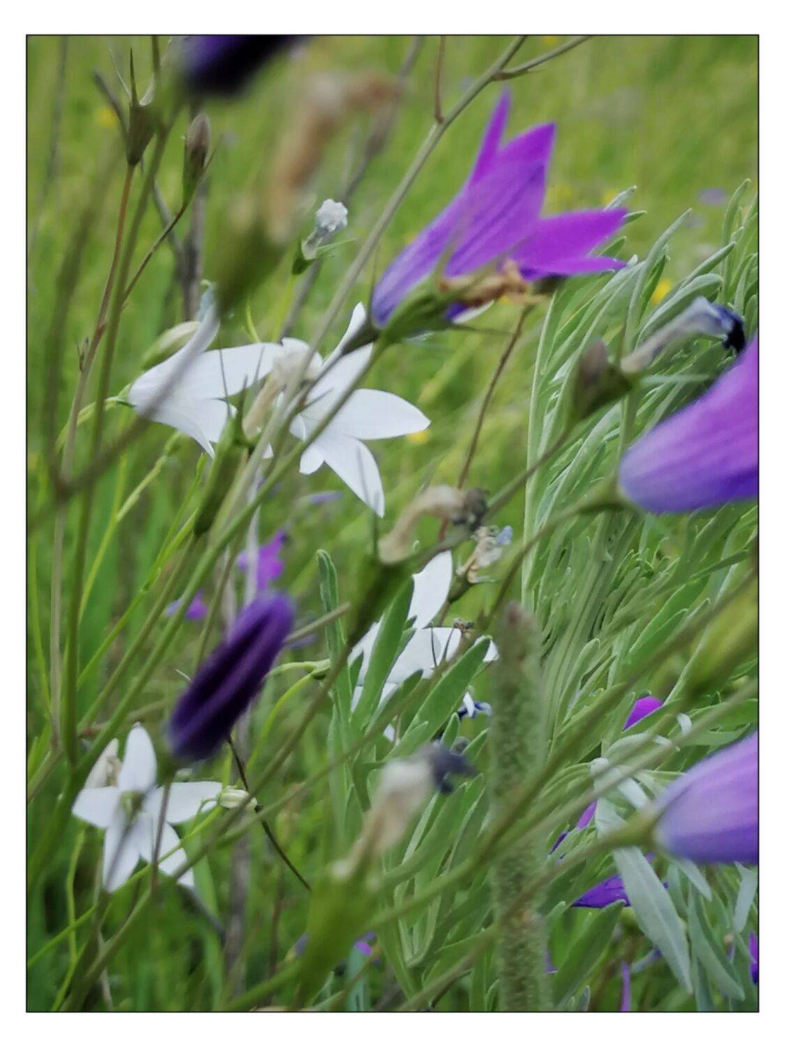 , Герасимова Алёна