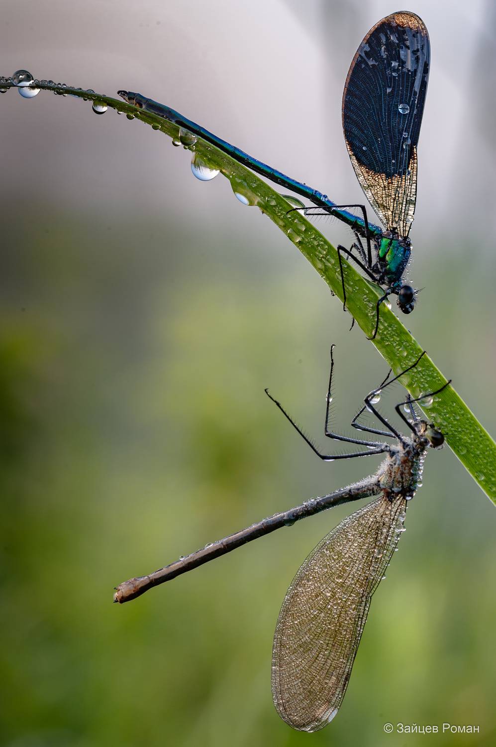 , Роман Зайцев