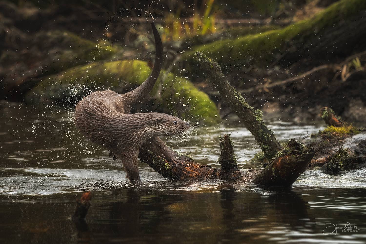 речная выдра, выдра, otter, животные, беларусь, красный бор, Рудченко Ольга