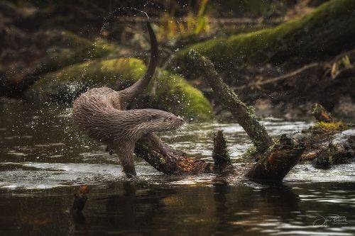 Финт хвостом