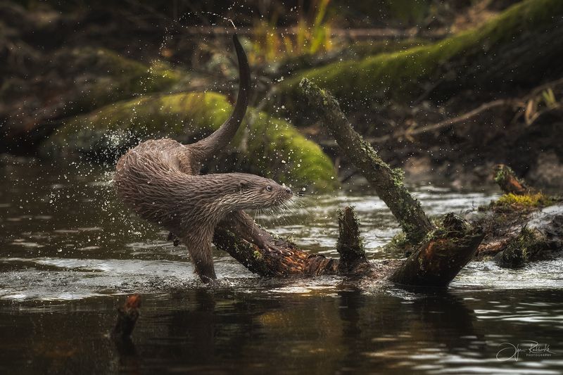 речная выдра, выдра, otter, животные, беларусь, красный бор Финт хвостом фото превью