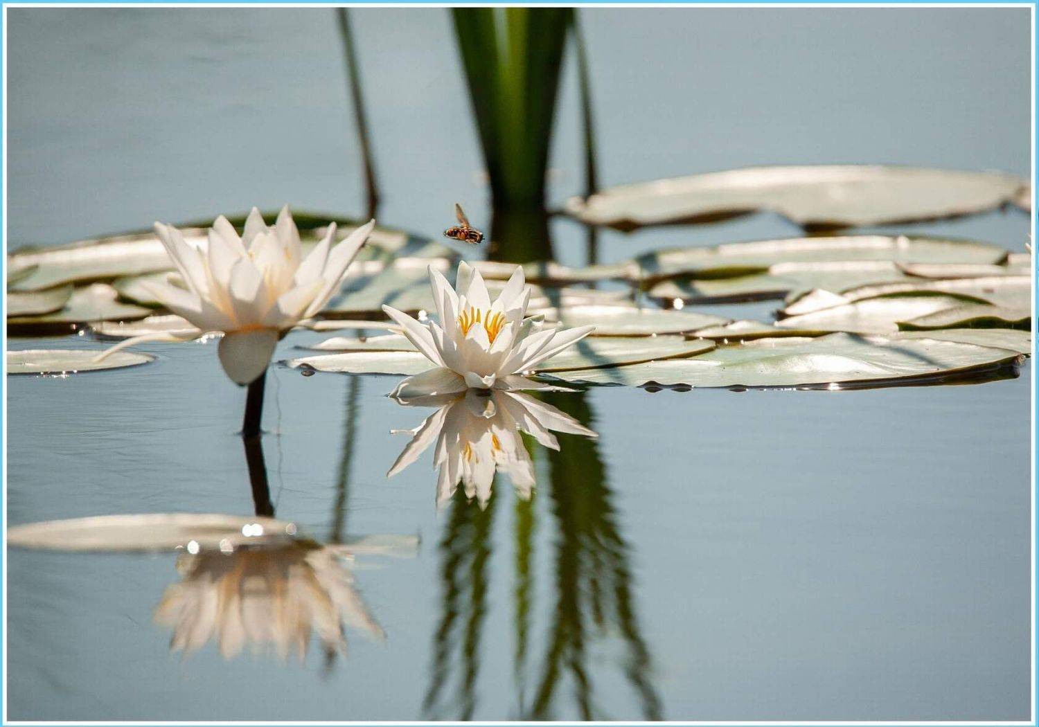 кувши́нка бе́лая (лат. nympha&eacute;a &aacute;lba) &mdash; водное растение, вид рода кувшинка семейства кувшинковые (nymphaeaceae)., Сергей цыбизов