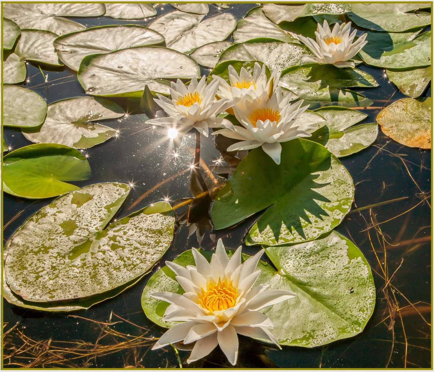 у села  камышово, Сергей цыбизов