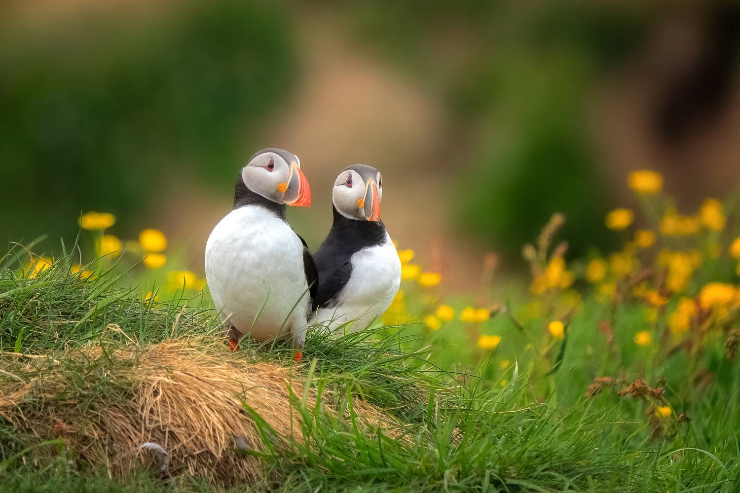 , Lyubomir Momchilov